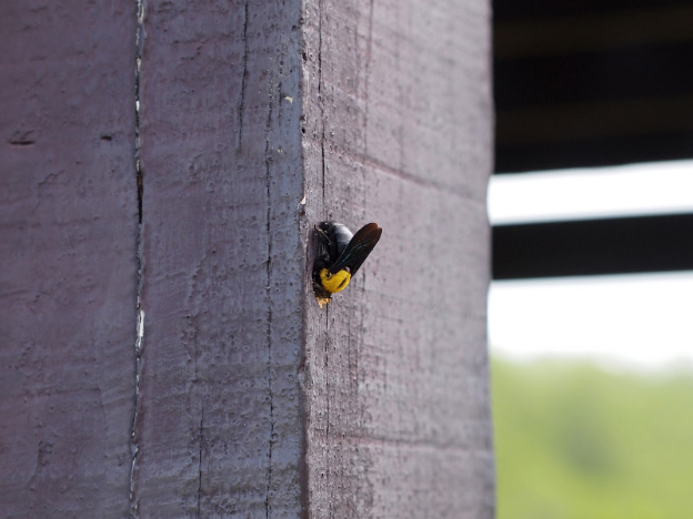 carpenter-bee-working-to-burrow-into-wood-post